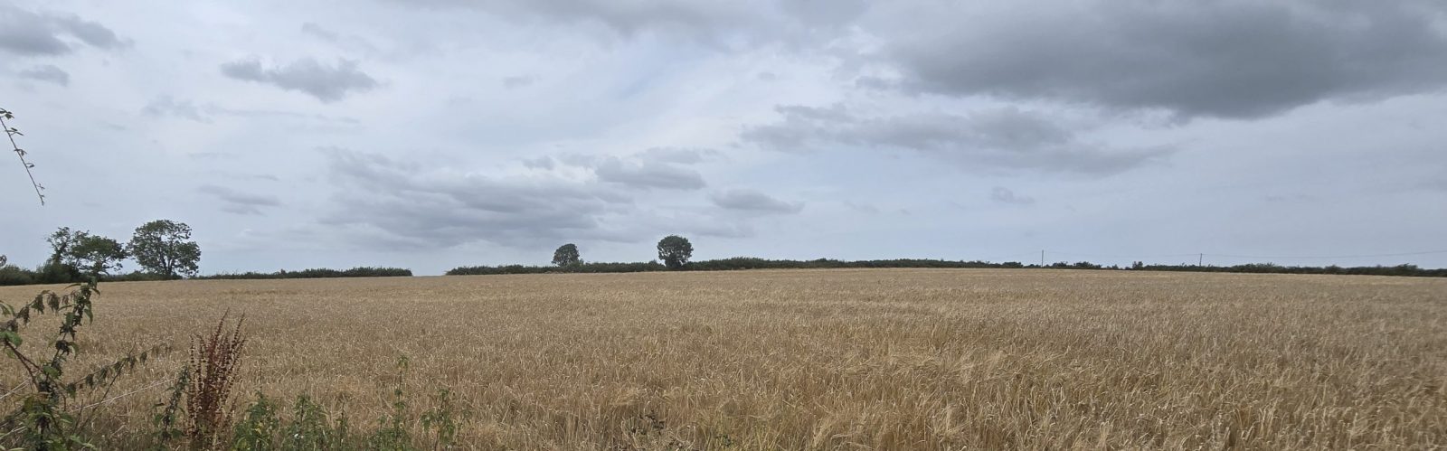 Field crop of wheat with a distant hedgerow with three trees in that hedgerow, the foreground being yellow in colour